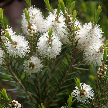 Flower Water Tea Tree (ansiktsvatten) - Bild 5